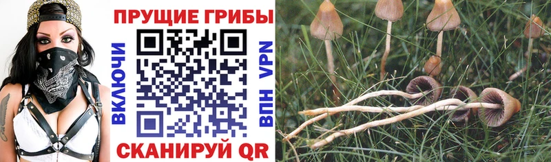 omg ONION  Городище  Галлюциногенные грибы мицелий 